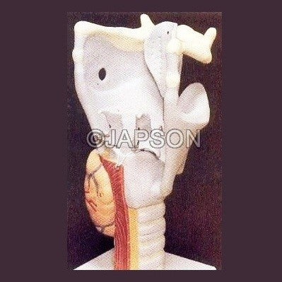 Human Larynx Human Larynx